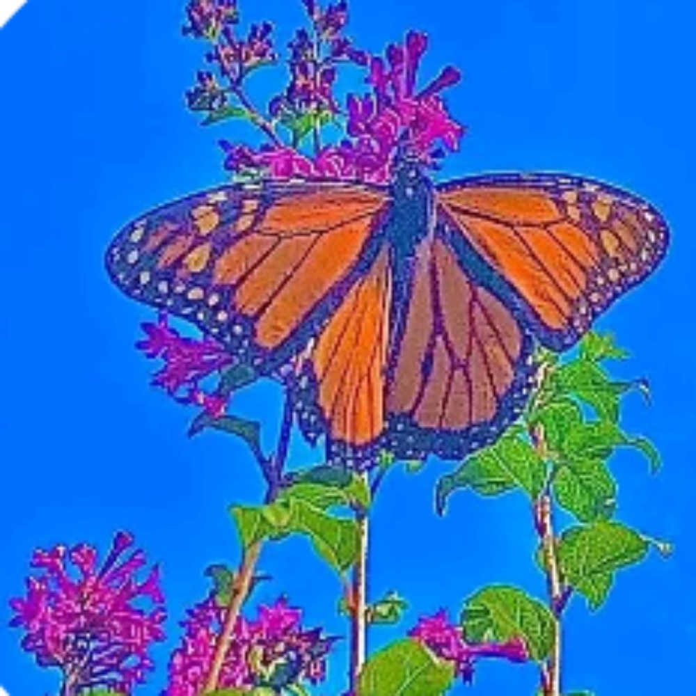 Meet your Posher, Kaihlee